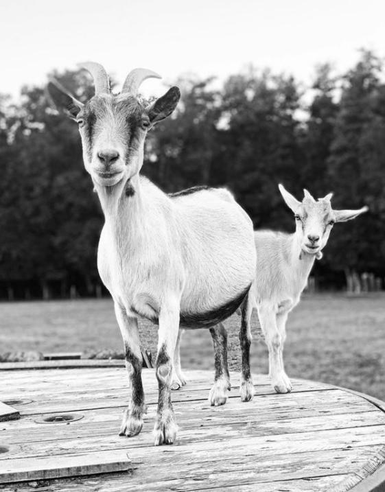 Gite A La Ferme Chant'Alouette Etauliers Ngoại thất bức ảnh